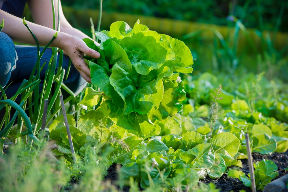 A person is picking fresh lettuce from a lush garden.